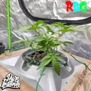 HB Dunkin'z ( RDWC )