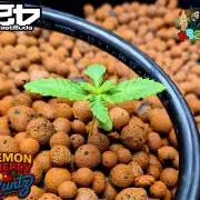 Lemon Cherry Runtz (DWC)