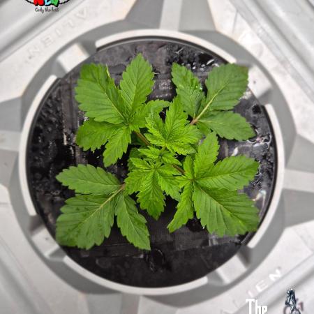 GRAPE OG ( Round 3 )