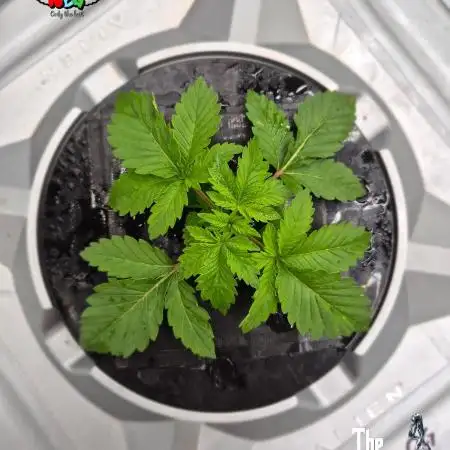 GRAPE OG ( Round 3 )