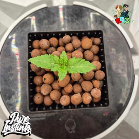 HB Dunkin'z ( RDWC )