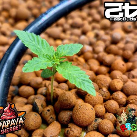 Papaya sherbet ( DWC )