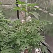 Gazzurple RDWC