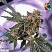 RDWC Cherry Bellini 1st photo grow