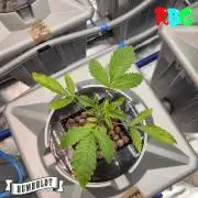 Gazzurple RDWC