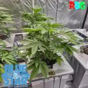Lemon pound cake x blue star