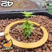 Rainbow Melon ( RDWC )