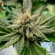 RDWC LA Punch 1st photo grow