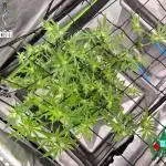 RDWC Cherry Bellini 1st photo grow