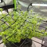 RDWC Cherry Bellini 1st photo grow