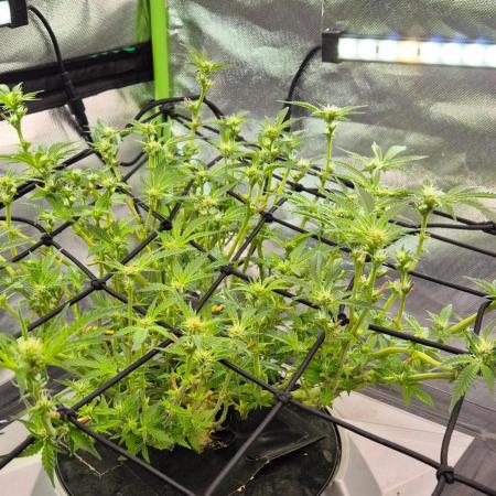 RDWC Cherry Bellini 1st photo grow