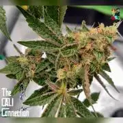 RDWC Cherry Bellini 1st photo grow