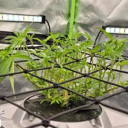 RDWC Cherry Bellini 1st photo grow