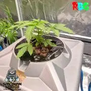 Apple fritter s1 RDWC