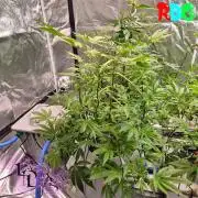 Alien Bubba RDWC
