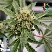 RDWC Cherry Bellini 1st photo grow