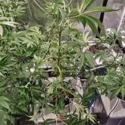 Peanut butter crashers ( RDWC )