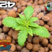 Lemon Cherry Runtz (DWC)