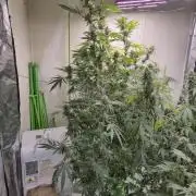 Purple diesel