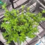 RDWC GRAPE OG 1st photo grow