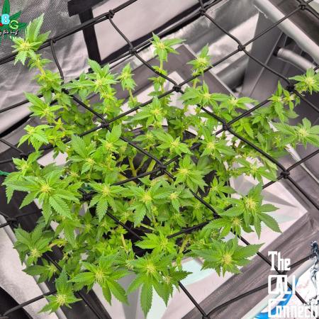 RDWC GRAPE OG 1st photo grow