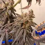 Purple panty droppers