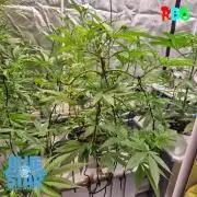 Lemon pound cake x blue star