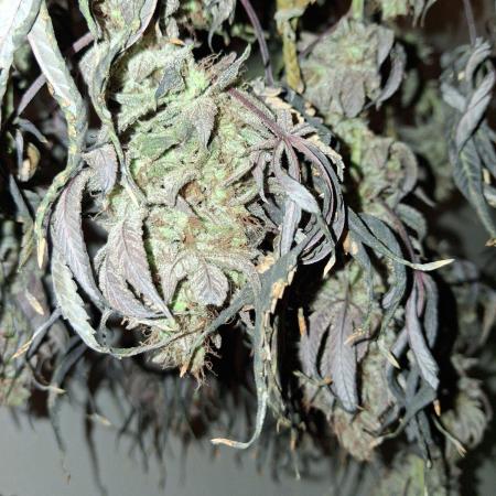 Purple panty droppers