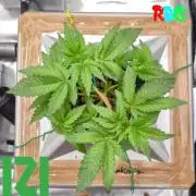 ( IZI Comp )Permanent Bluez RDWC