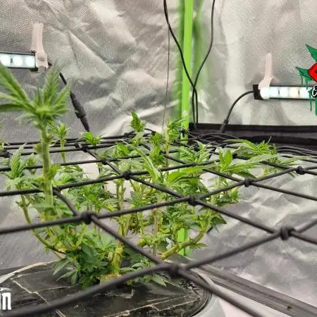 RDWC LA Punch 1st photo grow