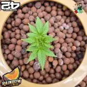 Rainbow Melon ( RDWC )