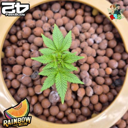 Rainbow Melon ( RDWC )