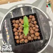 HB Dunkin'z ( RDWC )