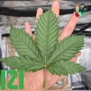 ( IZI Comp )Permanent Bluez RDWC