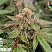 RDWC Cherry Bellini 1st photo grow