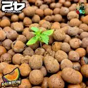 Rainbow Melon ( RDWC )