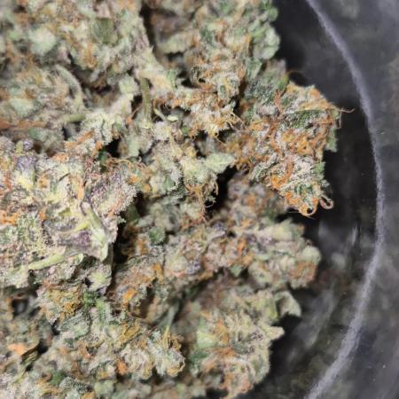 Fourth grow Fastbuds Mixed auto #8