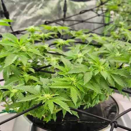 RDWC GRAPE OG 1st photo grow