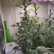 Purple diesel