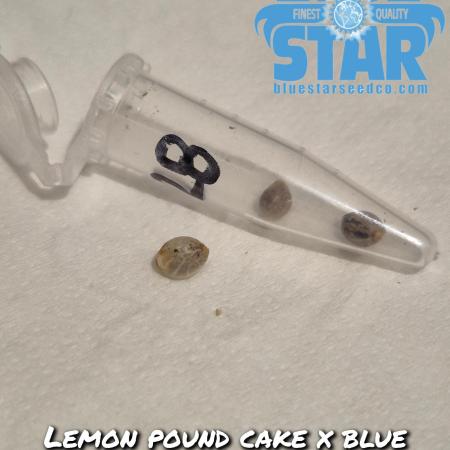 Lemon pound cake x blue star