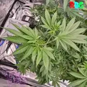 Alien Bubba RDWC