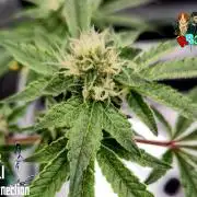 RDWC Cherry Bellini 1st photo grow