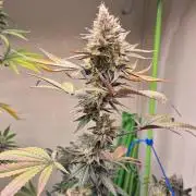 Purple panty droppers