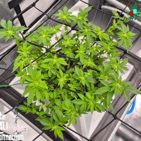 RDWC GRAPE OG 1st photo grow