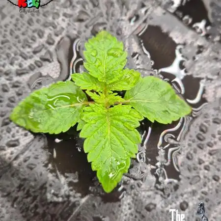 GRAPE OG ( Round 3 )