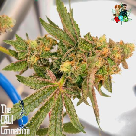 RDWC Cherry Bellini 1st photo grow