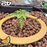Rainbow Melon ( RDWC )