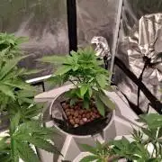 Orange Cream PoP RDWC