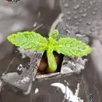 LA Punch ( ROUND 3 )
