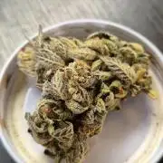 RDWC LA Punch 1st photo grow